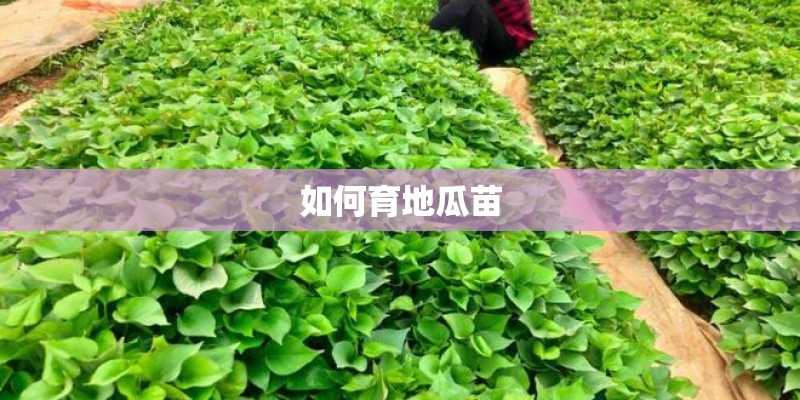 如何育地瓜苗