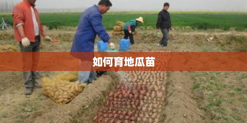 如何育地瓜苗