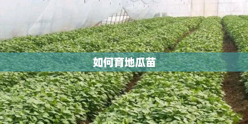 如何育地瓜苗