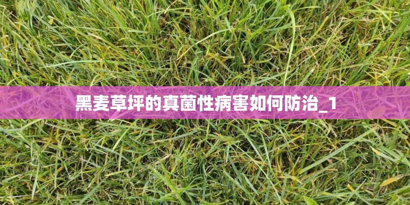 黑麦草坪的真菌性病害如何防治_1 黑麦草坪的真菌性病害如何防治_1