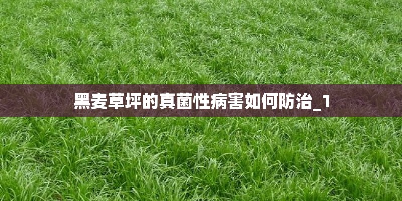 黑麦草坪的真菌性病害如何防治_1 黑麦草坪的真菌性病害如何防治_1