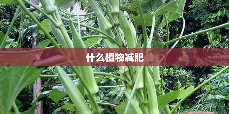 什么植物减肥 什么植物减肥