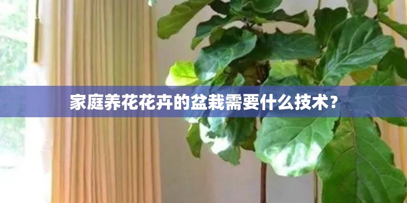 家庭养花花卉的盆栽需要什么技术？