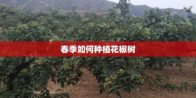 春季如何种植花椒树