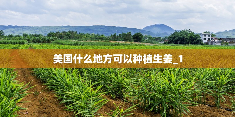 美国什么地方可以种植生姜_1