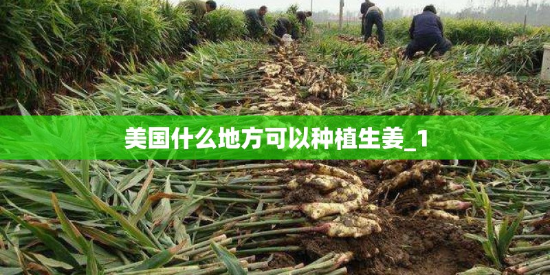美国什么地方可以种植生姜_1