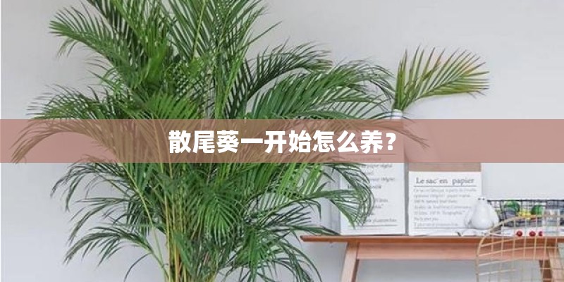 散尾葵一开始怎么养？