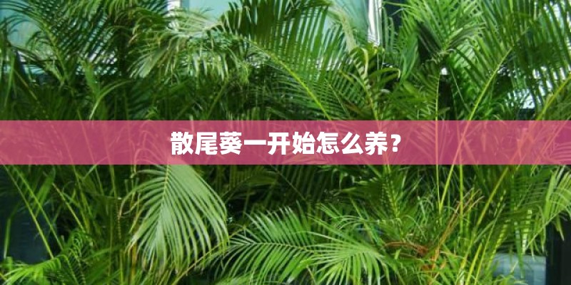 散尾葵一开始怎么养？