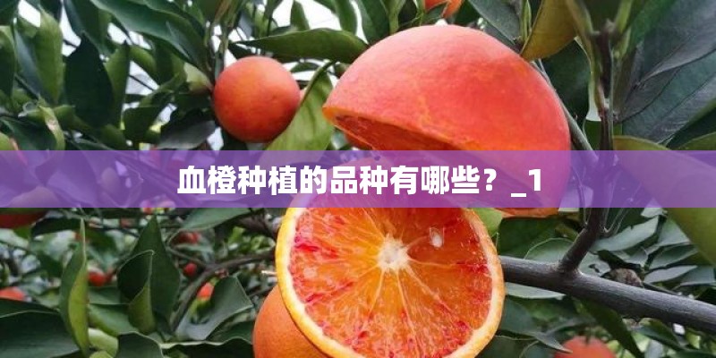 血橙种植的品种有哪些？_1