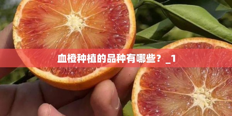 血橙种植的品种有哪些？_1