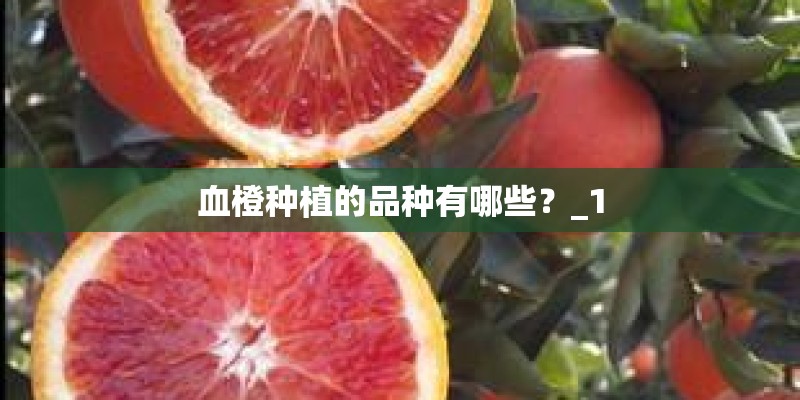 血橙种植的品种有哪些？_1