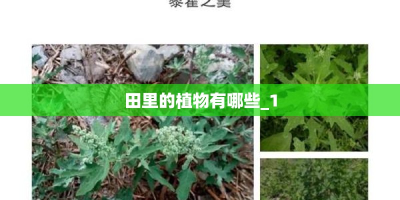 田里的植物有哪些_1