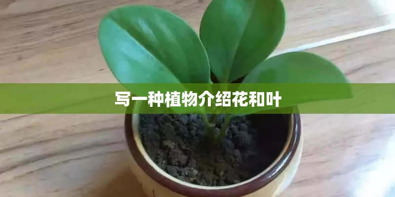 写一种植物介绍花和叶