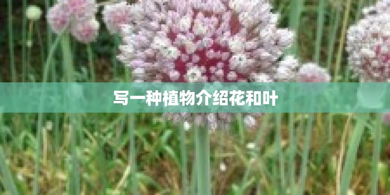 写一种植物介绍花和叶