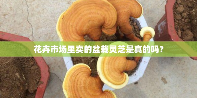 花卉市场里卖的盆栽灵芝是真的吗？