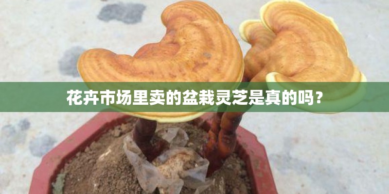 花卉市场里卖的盆栽灵芝是真的吗？