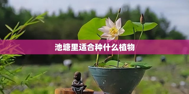 池塘里适合种什么植物 池塘里适合种什么植物