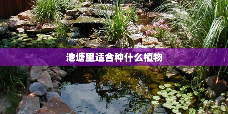 池塘里适合种什么植物 池塘里适合种什么植物