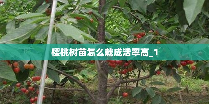 樱桃树苗怎么栽成活率高_1 樱桃树苗怎么栽成活率高_1