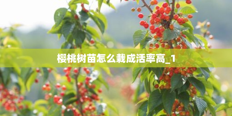 樱桃树苗怎么栽成活率高_1