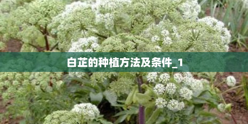 白芷的种植方法及条件_1