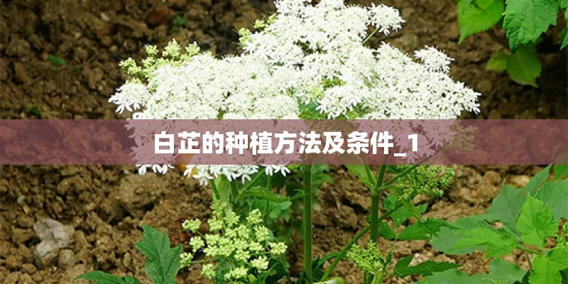 白芷的种植方法及条件_1
