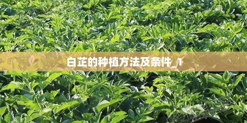 白芷的种植方法及条件_1