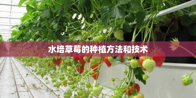 水培草莓的种植方法和技术