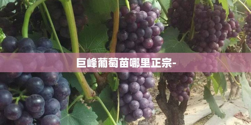 巨峰葡萄苗哪里正宗-
