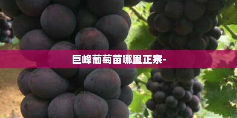巨峰葡萄苗哪里正宗- 巨峰葡萄苗哪里正宗-