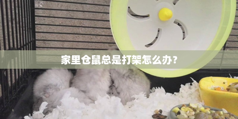 家里仓鼠总是打架怎么办？