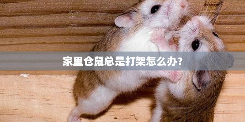 家里仓鼠总是打架怎么办？