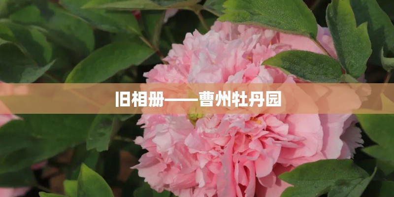 旧相册——曹州牡丹园