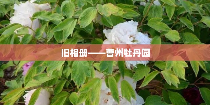 旧相册——曹州牡丹园 旧相册——曹州牡丹园
