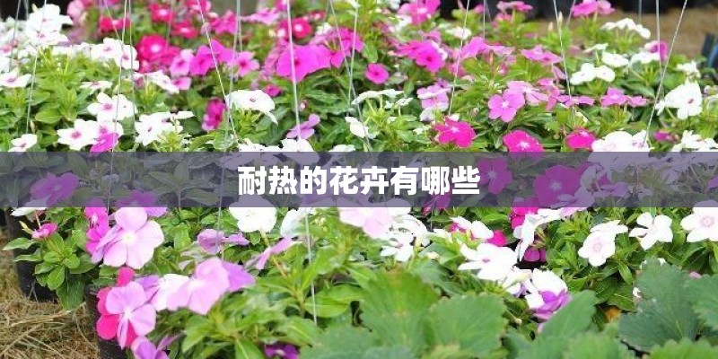 耐热的花卉有哪些