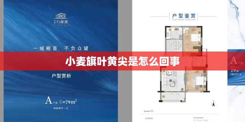 小麦旗叶黄尖是怎么回事 小麦旗叶黄尖是怎么回事