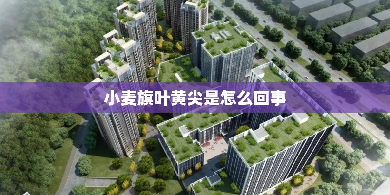 小麦旗叶黄尖是怎么回事