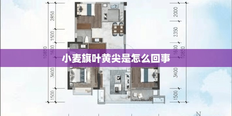 小麦旗叶黄尖是怎么回事 小麦旗叶黄尖是怎么回事