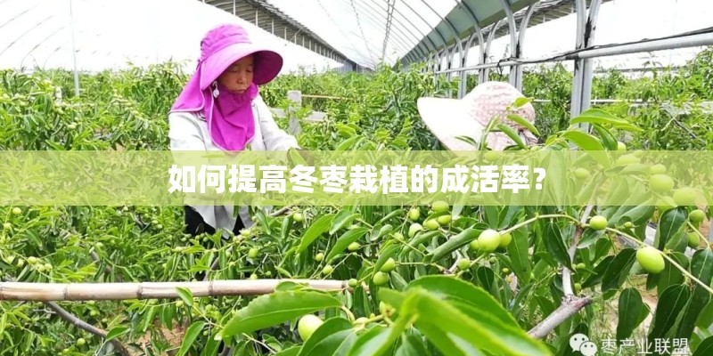 如何提高冬枣栽植的成活率? 如何提高冬枣栽植的成活率?