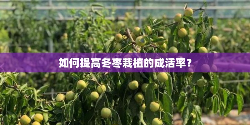 如何提高冬枣栽植的成活率? 如何提高冬枣栽植的成活率?