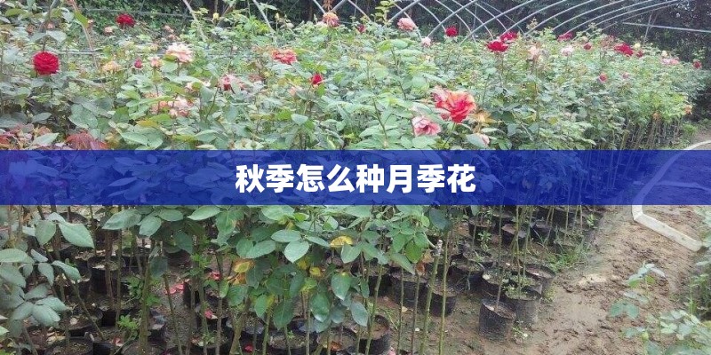 秋季怎么种月季花