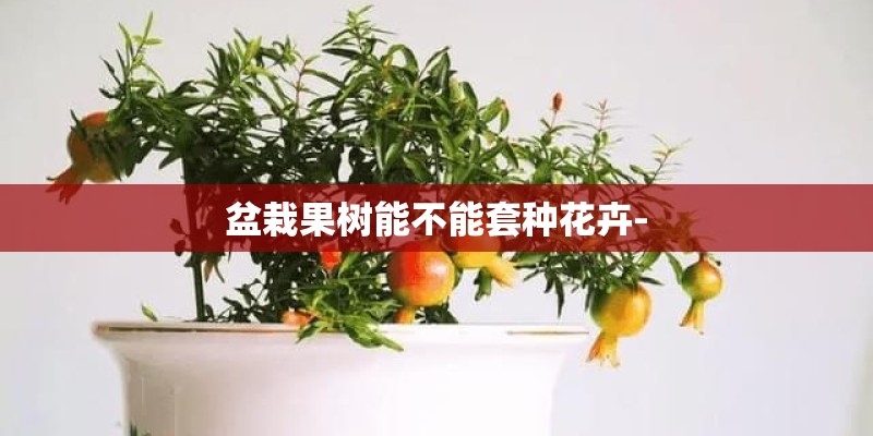 盆栽果树能不能套种花卉-
