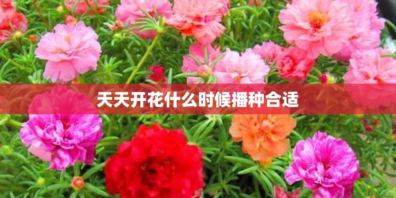 天天开花什么时候播种合适