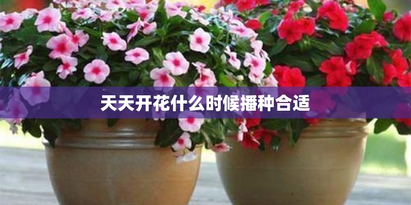 天天开花什么时候播种合适