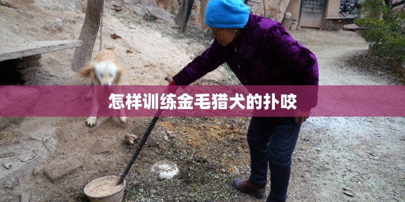 怎样训练金毛猎犬的扑咬 怎样训练金毛猎犬的扑咬