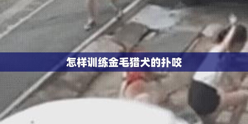 怎样训练金毛猎犬的扑咬