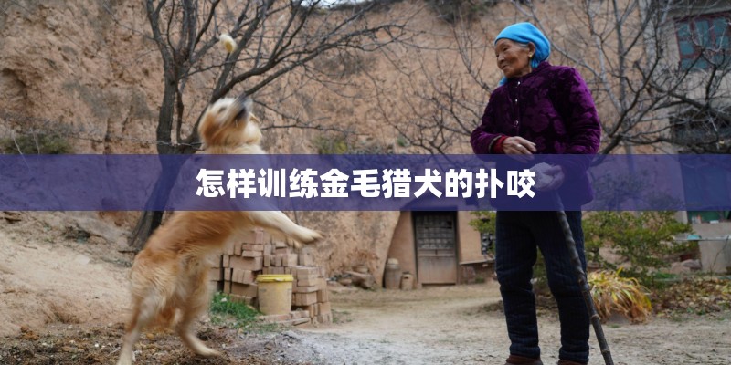 怎样训练金毛猎犬的扑咬 怎样训练金毛猎犬的扑咬