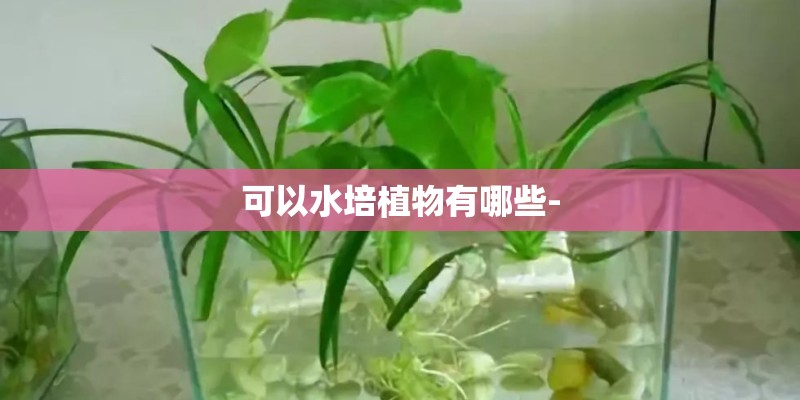 可以水培植物有哪些-