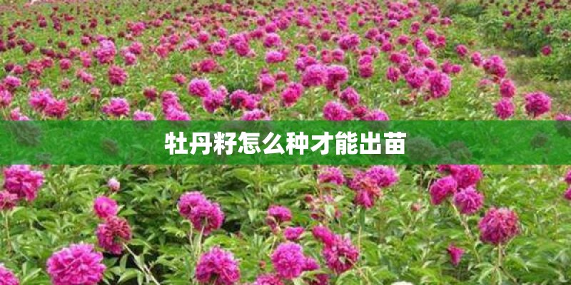 牡丹籽怎么种才能出苗