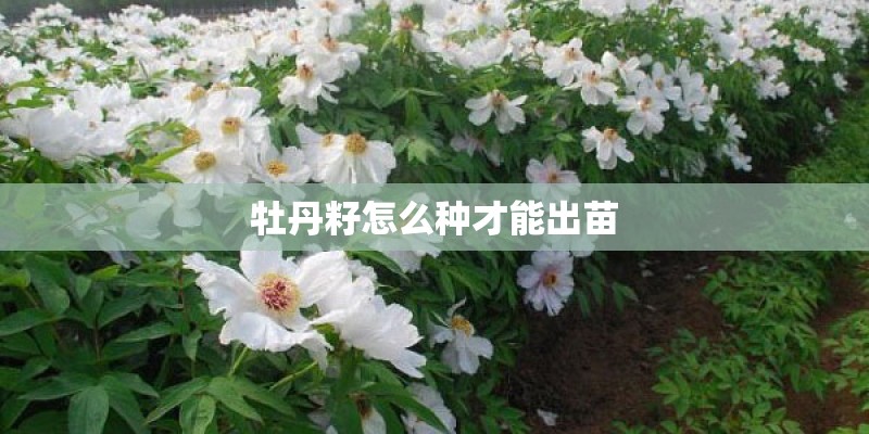 牡丹籽怎么种才能出苗